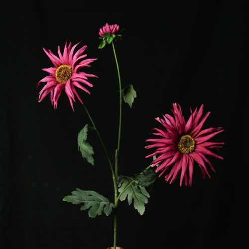 Aster roze