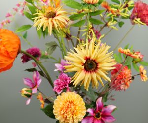 Voorjaar aster 3