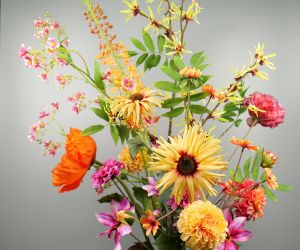 Voorjaar aster 1