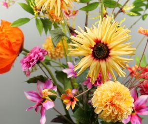 Voorjaar aster 2