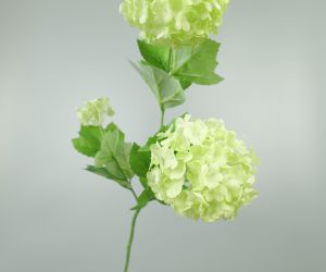 Viburnum 2