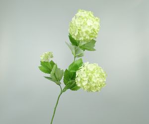 Viburnum 1