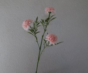 Chrysanthenum 1