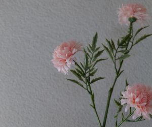 Chrysanthenum 2