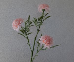 Chrysanthenum 3