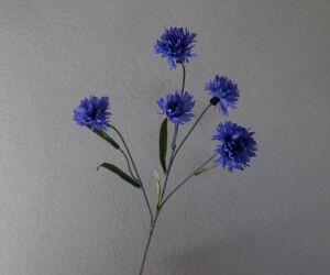 Korenbloem 1