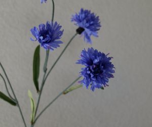Korenbloem 2
