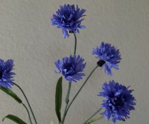 Korenbloem 3