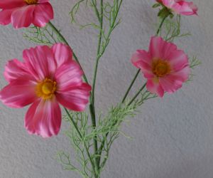 Cosmos 3