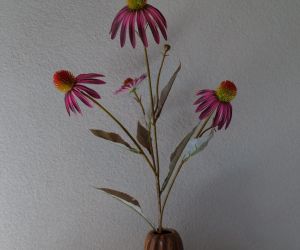 Echinacea 1