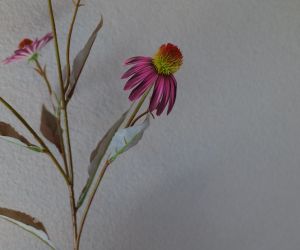 Echinacea 3