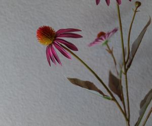 Echinacea 2