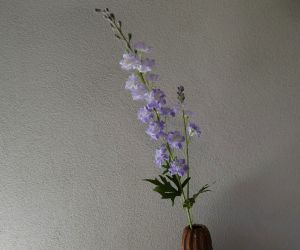 Delphinium lila 1