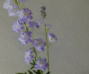 Delphinium lila 2