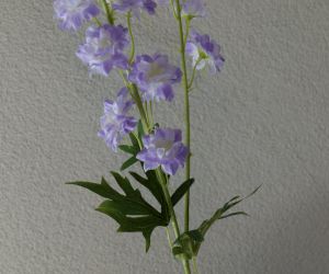 Delphinium lila 3
