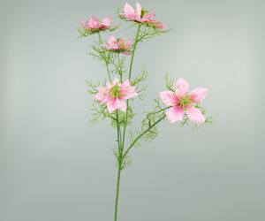 Nigella 1