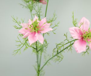 Nigella 2
