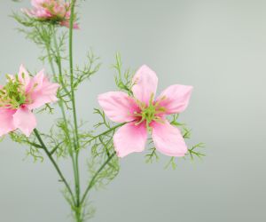 Nigella 3