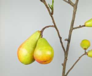 Peren tak 2