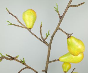 Peren tak 3