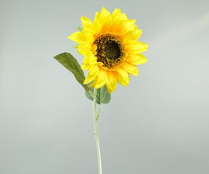Zonnebloem 1