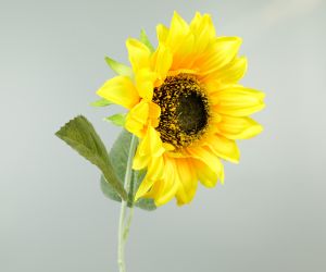 Zonnebloem 2