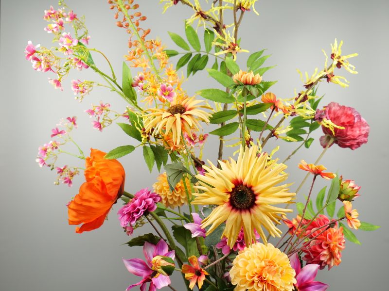 Voorjaar aster