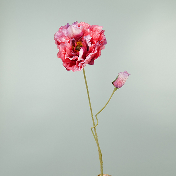 Klaproos roze