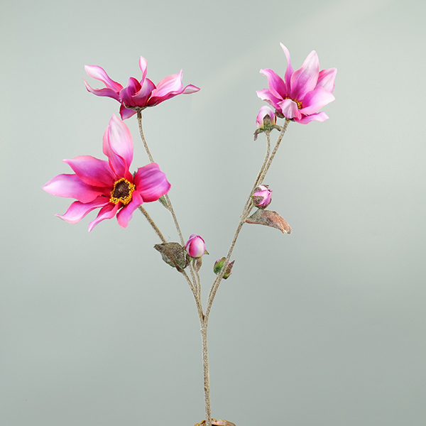 Dahlia beauty
