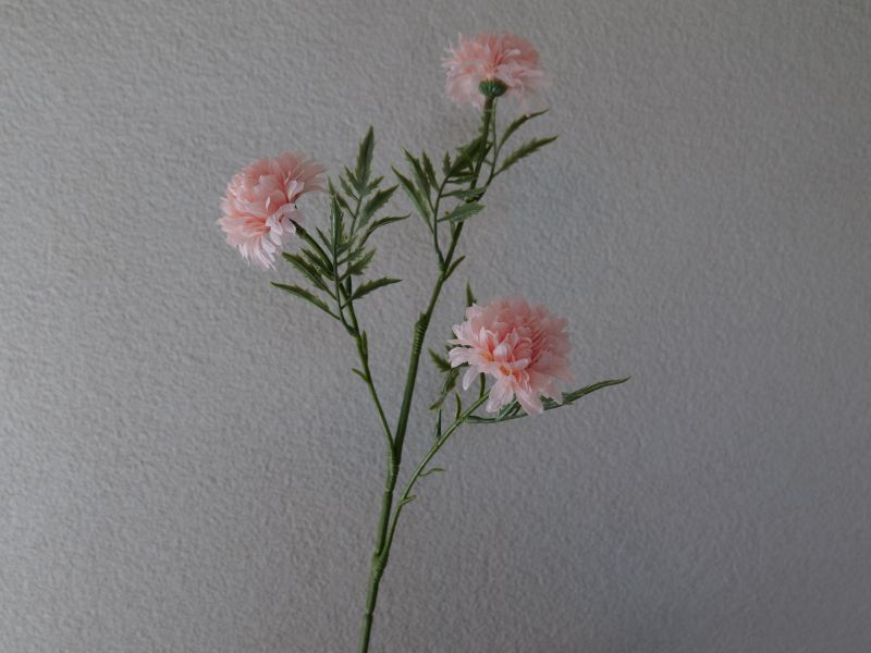 Chrysanthenum