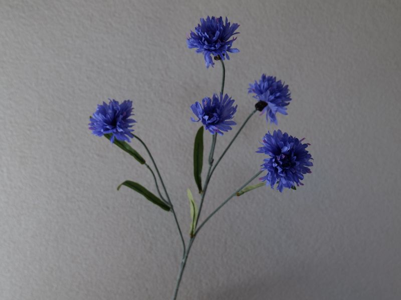 Korenbloem