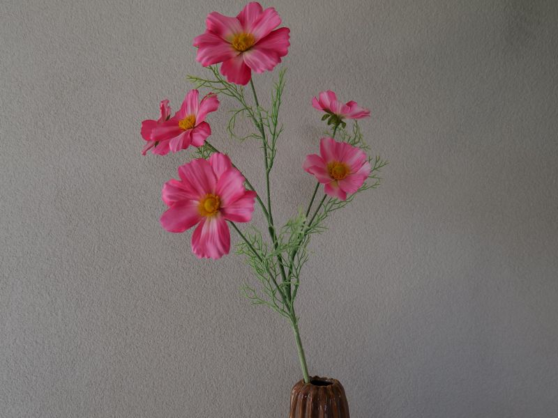 Cosmos