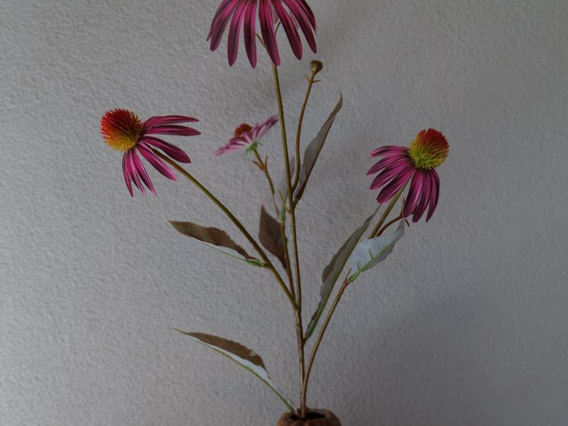 Echinacea