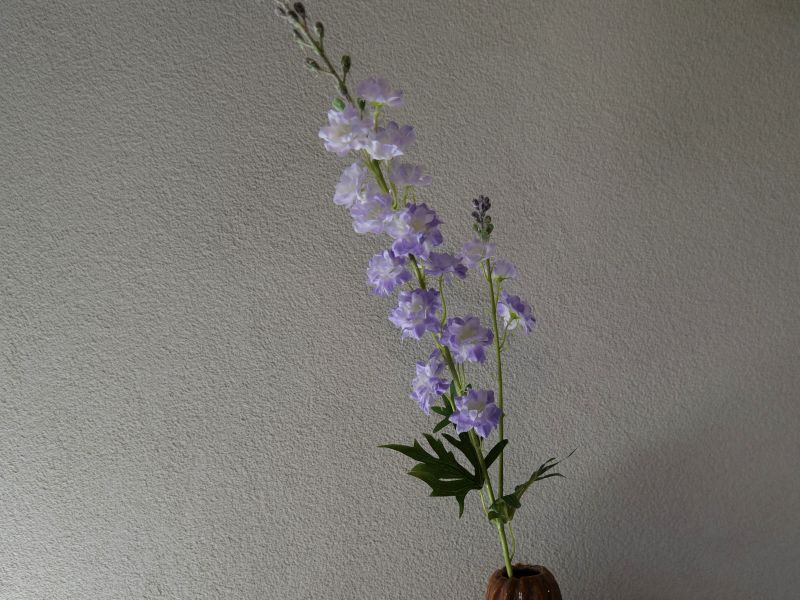 Delphinium lila