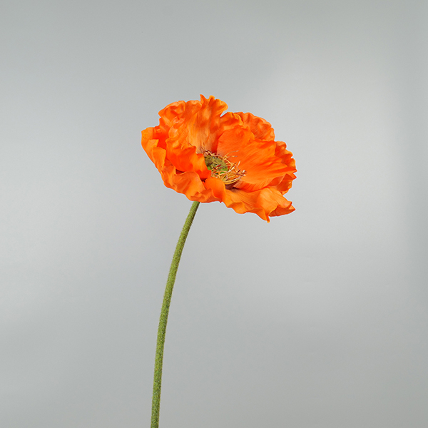 Klaproos oranje