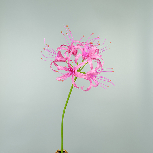 Nerine