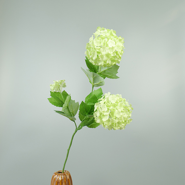 Viburnum