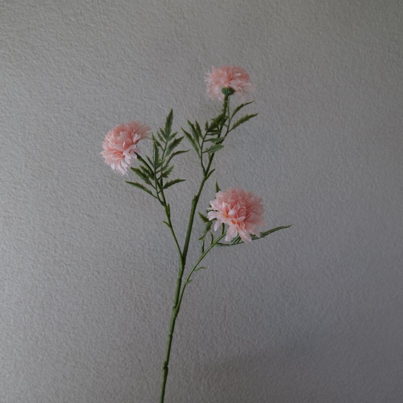 Chrysanthenum