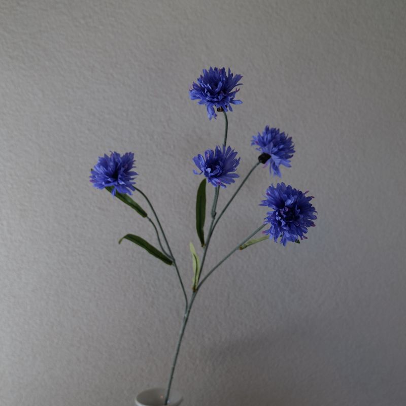 Korenbloem