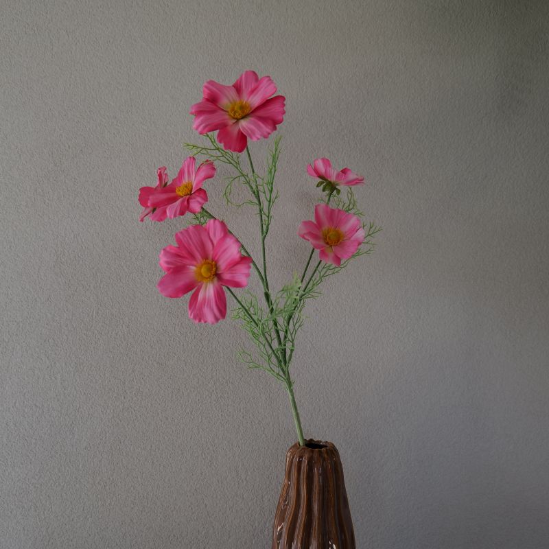 Cosmos