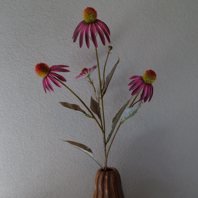 Echinacea