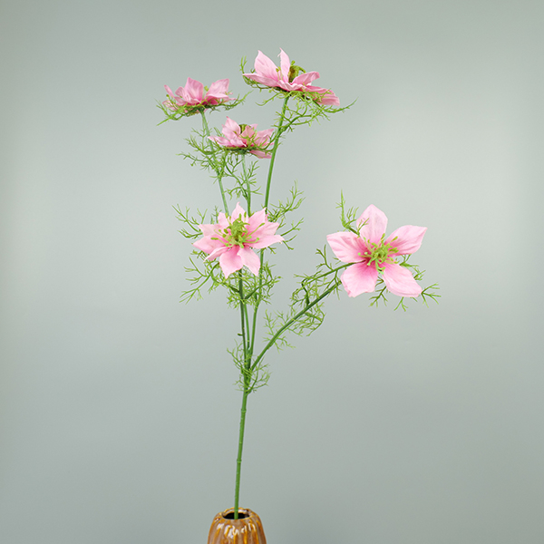 Nigella