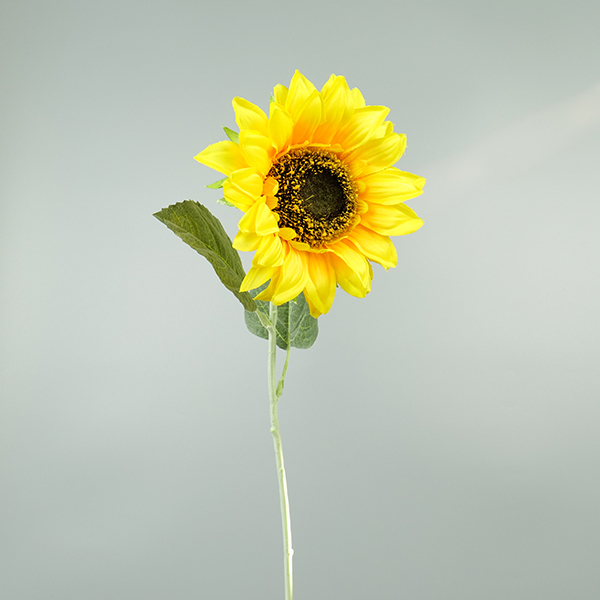 Zonnebloem